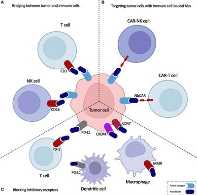 Nanobodies in cell-mediated immunotherapy: On the road to fight cancer